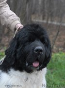 Превью фото № 139777