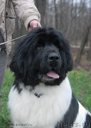 Превью фото № 139784