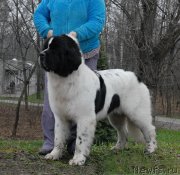 Превью фото № 139795