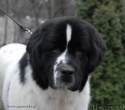 Превью фото № 139798