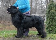 Превью фото № 139800