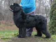 Превью фото № 139801