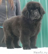 Превью фото № 139862