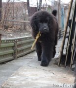 Превью фото № 139874