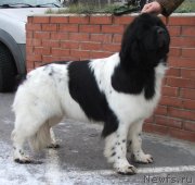 Превью фото № 139876