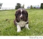 Превью фото № 13992