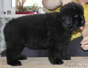 Превью фото № 139925