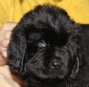 Превью фото № 139927