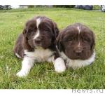 Превью фото № 13993