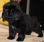 Превью фото № 139931