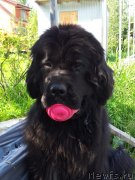 Превью фото № 139994