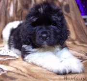 Превью фото № 140119