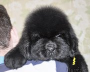 Превью фото № 140132