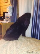 Превью фото № 140142