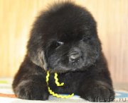 Превью фото № 140149