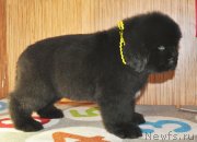 Превью фото № 140154