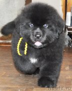 Превью фото № 140167