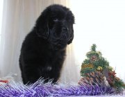 Превью фото № 140218