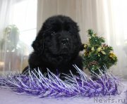 Превью фото № 140223