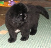 Превью фото № 140231