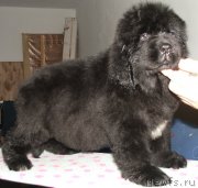 Превью фото № 140235