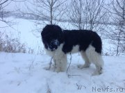 Превью фото № 140263