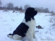 Превью фото № 140275