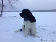 Превью фото № 140278