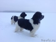 Превью фото № 140282