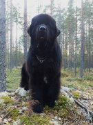 Превью фото № 140341