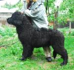 Превью фото № 14036