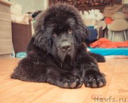 Превью фото № 140360