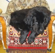 Превью фото № 140445