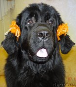 Превью фото № 140446