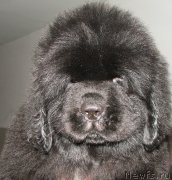 Превью фото № 140481