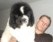 Превью фото № 140485