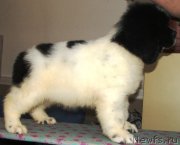 Превью фото № 140489