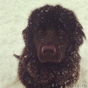 Превью фото № 140498