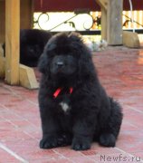 Превью фото № 140587