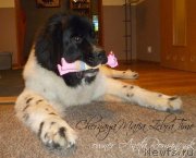 Превью фото № 140689