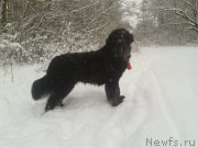 Превью фото № 140693