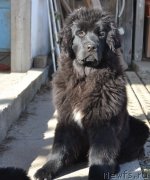 Превью фото № 140741