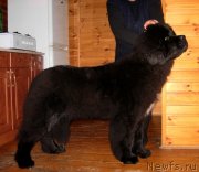 Превью фото № 140752