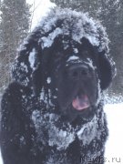 Превью фото № 140755