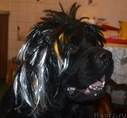 Превью фото № 140758