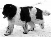 Превью фото № 140795