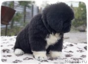 Превью фото № 140812