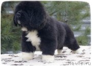 Превью фото № 140814