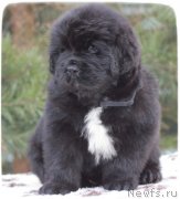 Превью фото № 140821