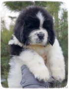 Превью фото № 140830